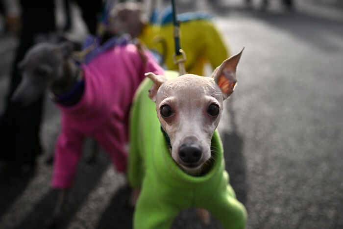 Italian Greyhound