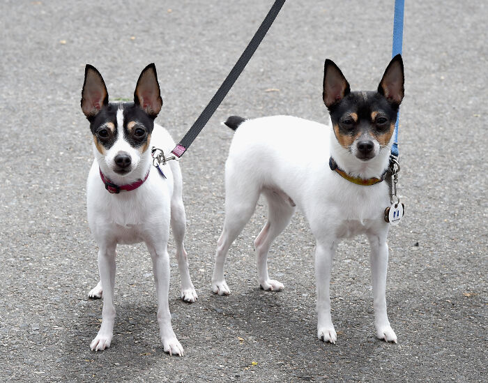 Toy Fox Terrier
