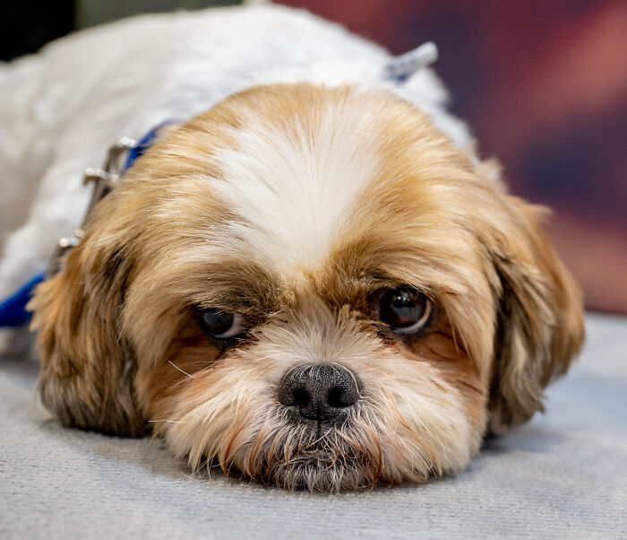 Shih Tzu