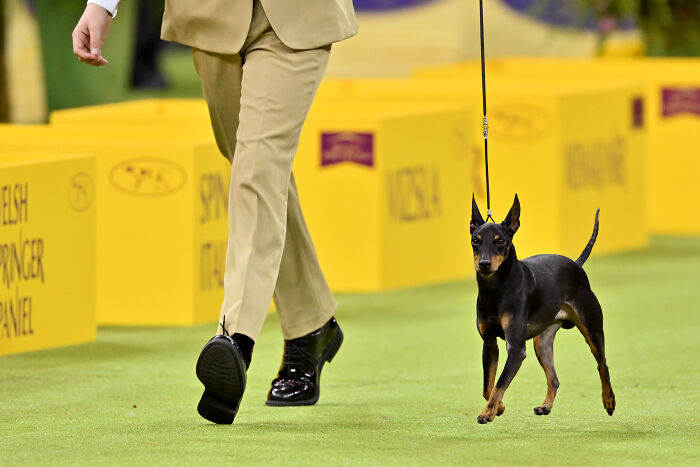 Toy Manchester Terrier