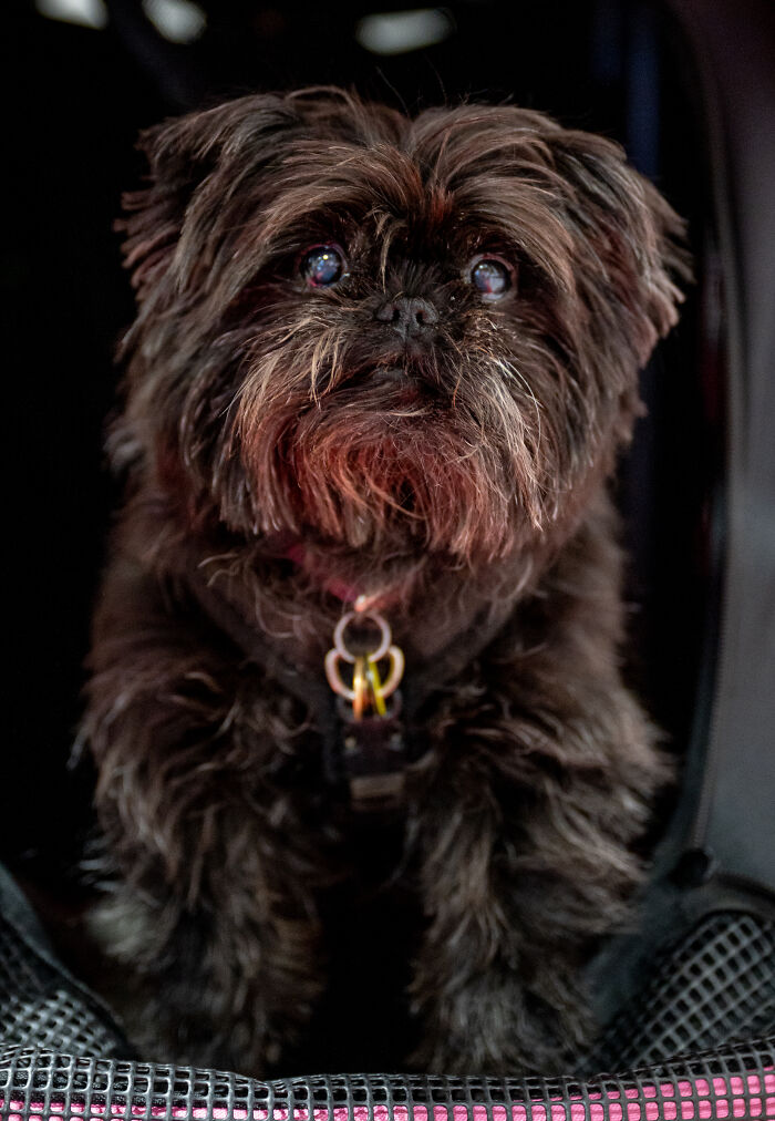 Affenpinscher