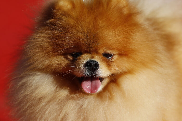 Pomeranian