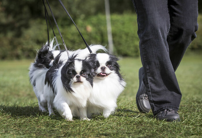 Japanese Chin