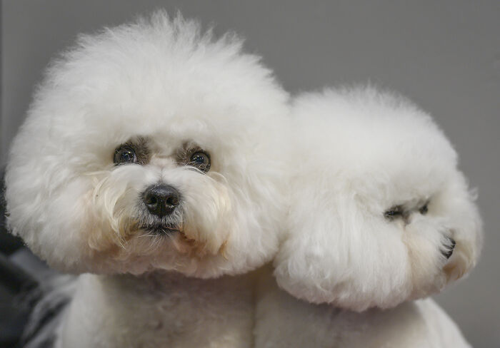 Bichon Frise