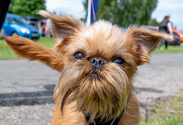 Brussels Griffon