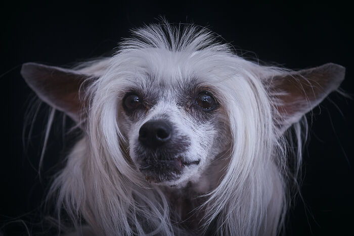 Chinese Crested