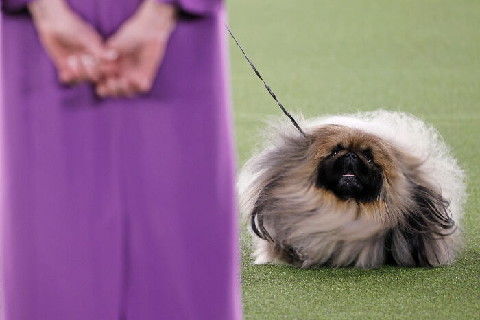 Pekingese