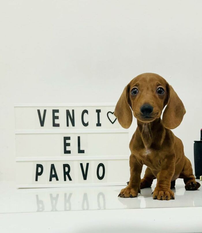 50 Puppies Who Totally Kicked a Deadly Disease’s Butt (And Lived to Bork About It)