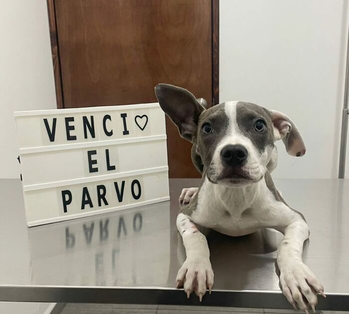 50 Puppies Who Totally Kicked a Deadly Disease’s Butt (And Lived to Bork About It)