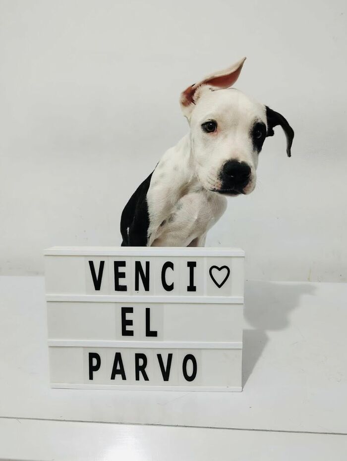 50 Puppies Who Totally Kicked a Deadly Disease’s Butt (And Lived to Bork About It)