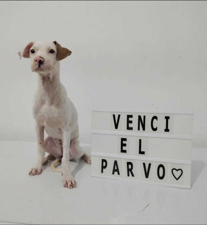 50 Puppies Who Totally Kicked a Deadly Disease’s Butt (And Lived to Bork About It)