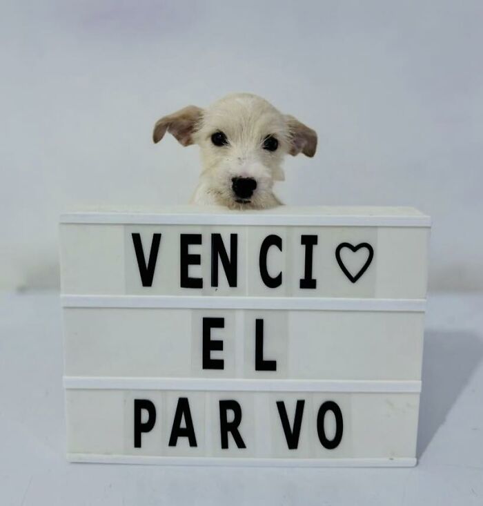 50 Puppies Who Totally Kicked a Deadly Disease’s Butt (And Lived to Bork About It)