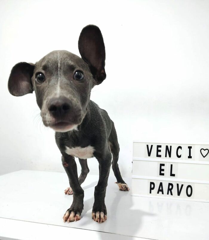 50 Puppies Who Totally Kicked a Deadly Disease’s Butt (And Lived to Bork About It)