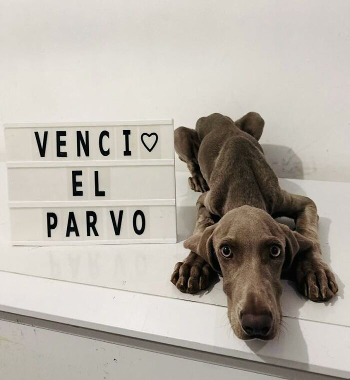 50 Puppies Who Totally Kicked a Deadly Disease’s Butt (And Lived to Bork About It)