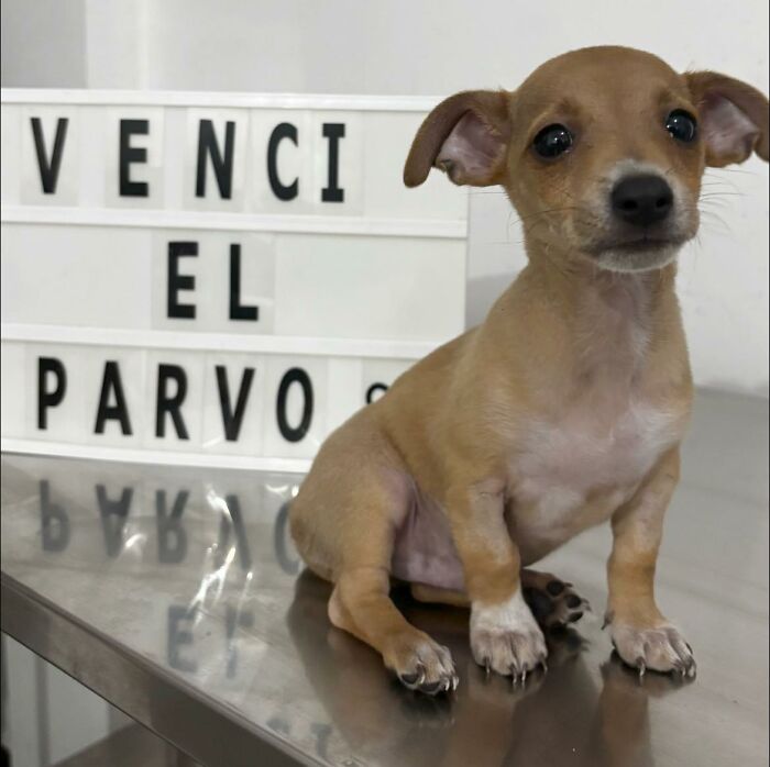 50 Puppies Who Totally Kicked a Deadly Disease’s Butt (And Lived to Bork About It)