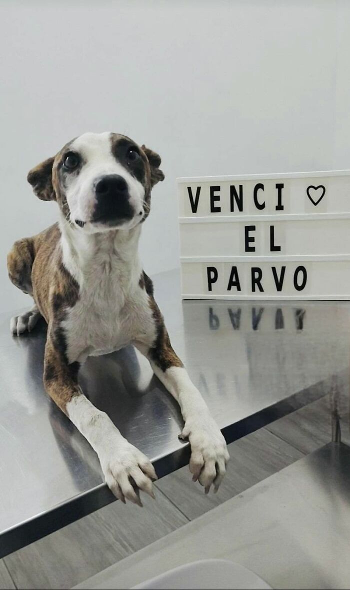 50 Puppies Who Totally Kicked a Deadly Disease’s Butt (And Lived to Bork About It)