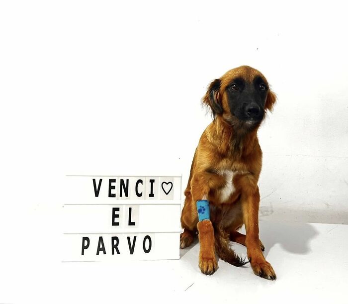 50 Puppies Who Totally Kicked a Deadly Disease’s Butt (And Lived to Bork About It)