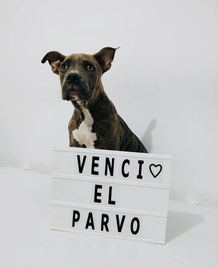 50 Puppies Who Totally Kicked a Deadly Disease’s Butt (And Lived to Bork About It)