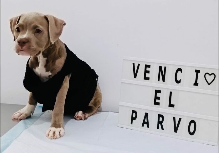 50 Puppies Who Totally Kicked a Deadly Disease’s Butt (And Lived to Bork About It)