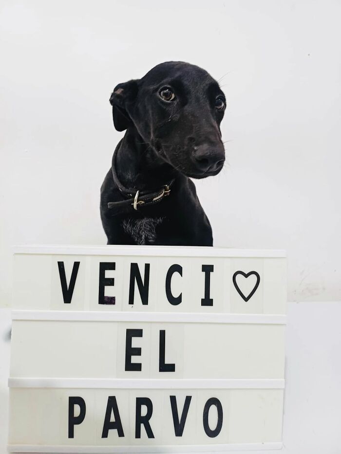 50 Puppies Who Totally Kicked a Deadly Disease’s Butt (And Lived to Bork About It)