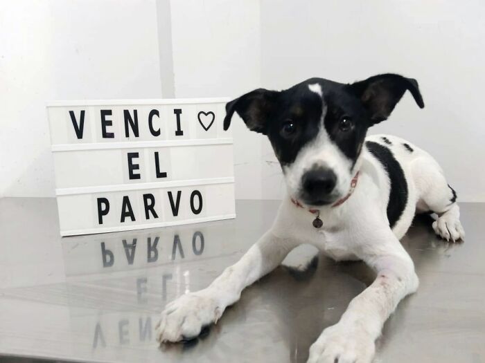 50 Puppies Who Totally Kicked a Deadly Disease’s Butt (And Lived to Bork About It)