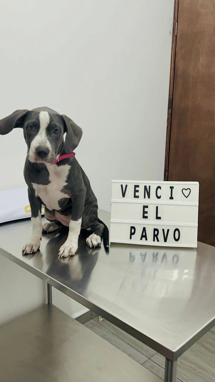 50 Puppies Who Totally Kicked a Deadly Disease’s Butt (And Lived to Bork About It)