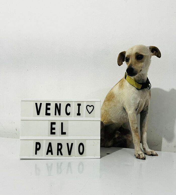 50 Puppies Who Totally Kicked a Deadly Disease’s Butt (And Lived to Bork About It)