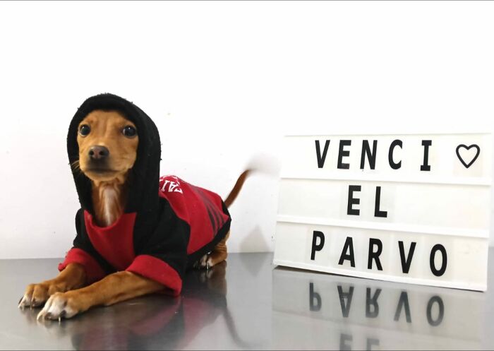 50 Puppies Who Totally Kicked a Deadly Disease’s Butt (And Lived to Bork About It)