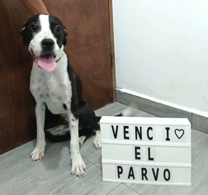 50 Puppies Who Totally Kicked a Deadly Disease’s Butt (And Lived to Bork About It)