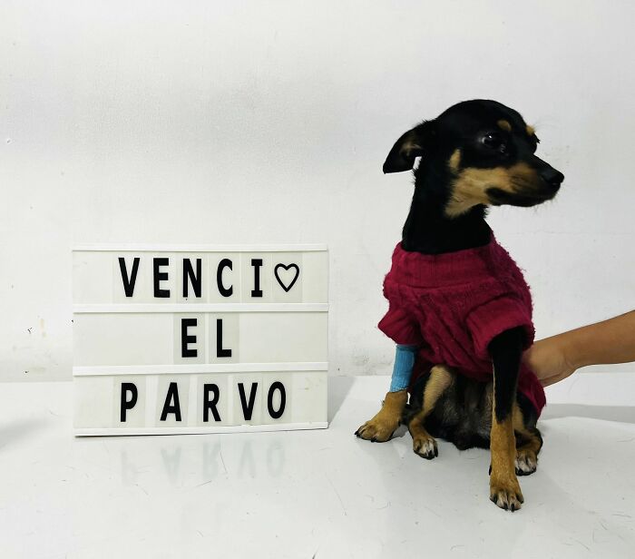 50 Puppies Who Totally Kicked a Deadly Disease’s Butt (And Lived to Bork About It)