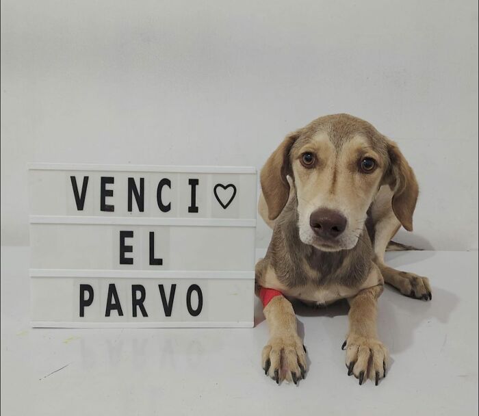 50 Puppies Who Totally Kicked a Deadly Disease’s Butt (And Lived to Bork About It)