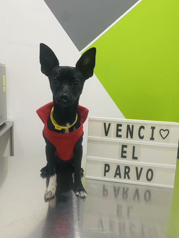 50 Puppies Who Totally Kicked a Deadly Disease’s Butt (And Lived to Bork About It)