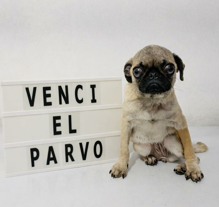 50 Puppies Who Totally Kicked a Deadly Disease’s Butt (And Lived to Bork About It)