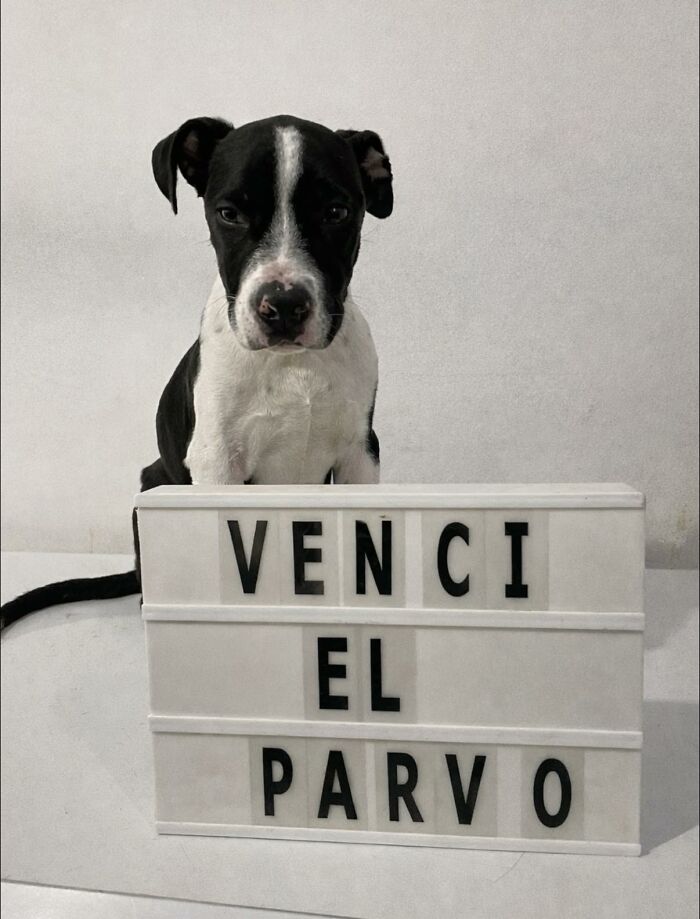 50 Puppies Who Totally Kicked a Deadly Disease’s Butt (And Lived to Bork About It)