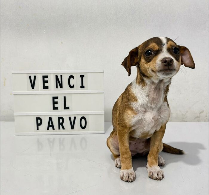 50 Puppies Who Totally Kicked a Deadly Disease’s Butt (And Lived to Bork About It)