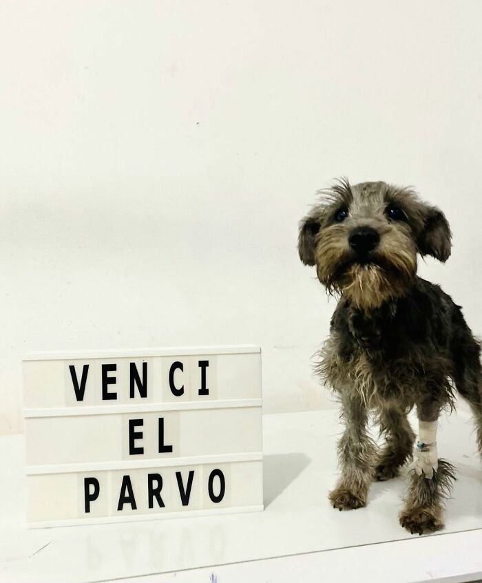 50 Puppies Who Totally Kicked a Deadly Disease’s Butt (And Lived to Bork About It)