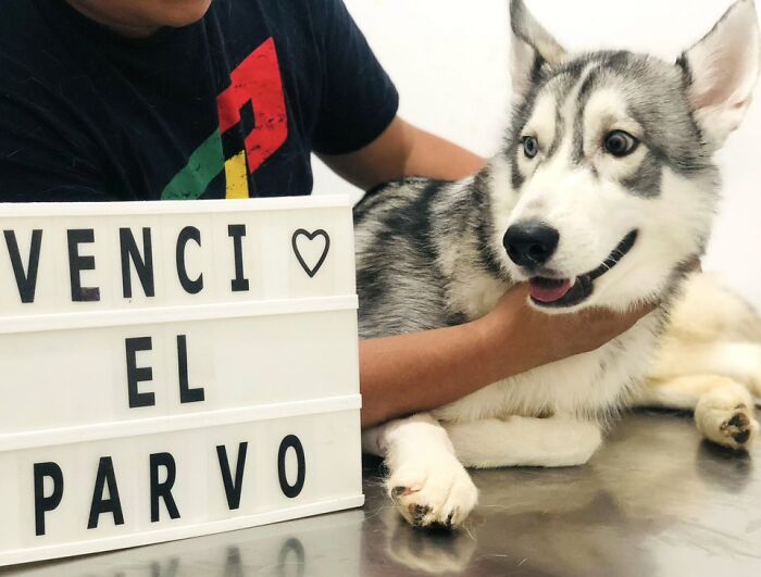 50 Puppies Who Totally Kicked a Deadly Disease’s Butt (And Lived to Bork About It)