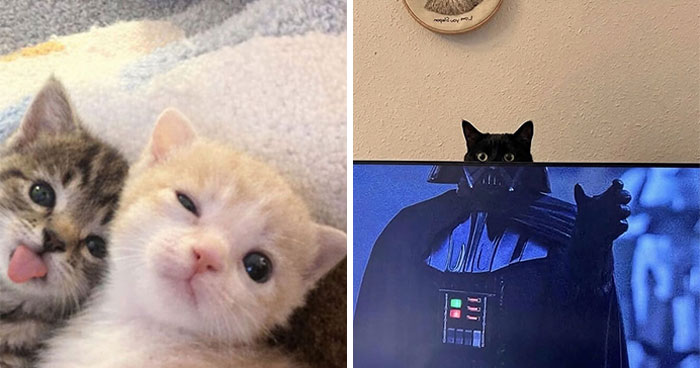 Let’s Dive into 80 Hilarious Cat Pics That Perfectly Show Their Weird Side