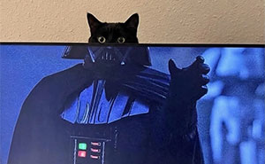 Let's Dive into 80 Hilarious Cat Pics That Perfectly Show Their Weird Side