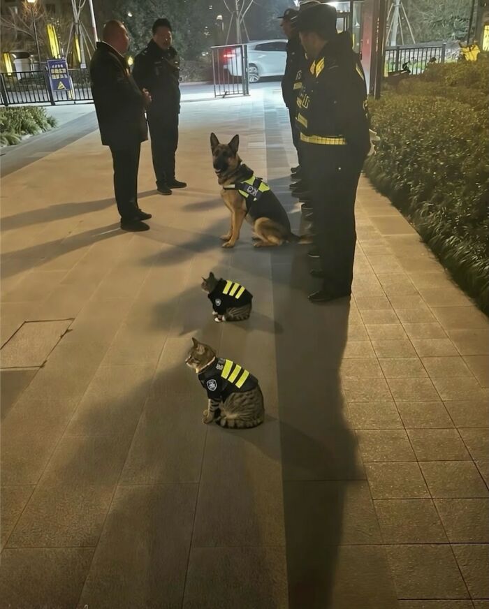 Let's Dive into 80 Hilarious Cat Pics That Perfectly Show Their Weird Side