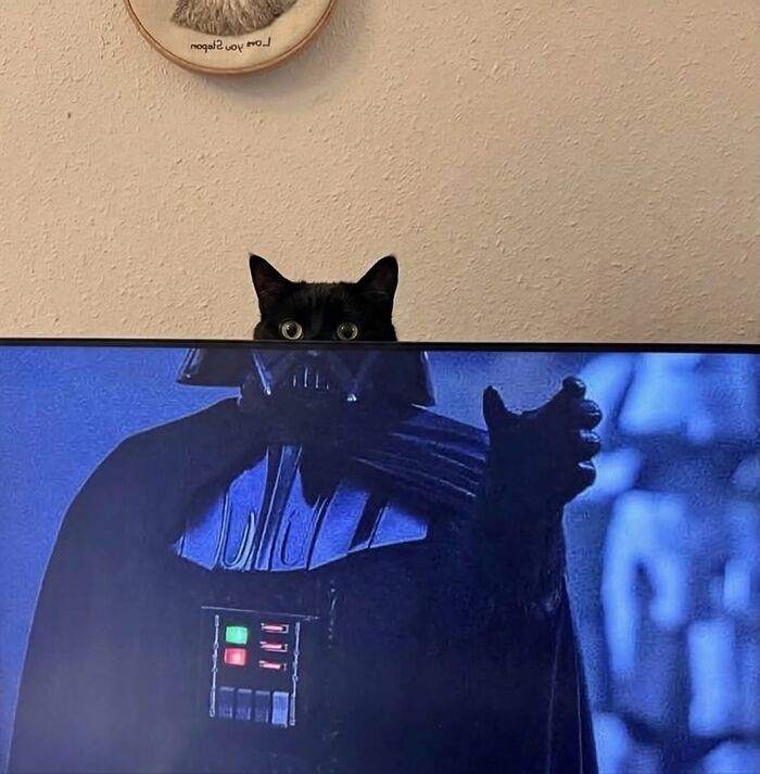 Let's Dive into 80 Hilarious Cat Pics That Perfectly Show Their Weird Side