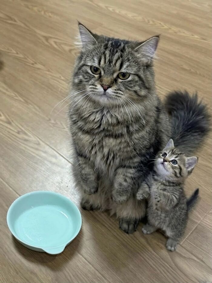 Let's Dive into 80 Hilarious Cat Pics That Perfectly Show Their Weird Side