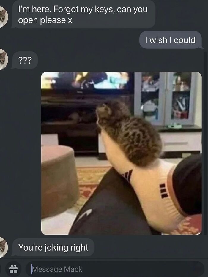 Let's Dive into 80 Hilarious Cat Pics That Perfectly Show Their Weird Side