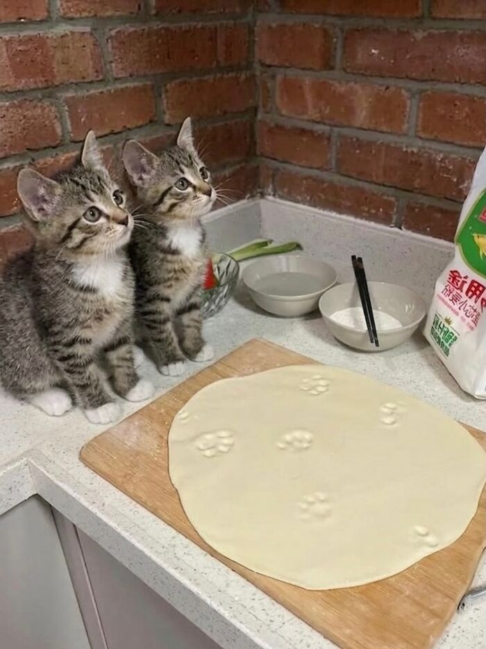 Let's Dive into 80 Hilarious Cat Pics That Perfectly Show Their Weird Side