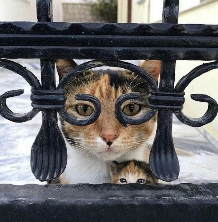 Let's Dive into 80 Hilarious Cat Pics That Perfectly Show Their Weird Side