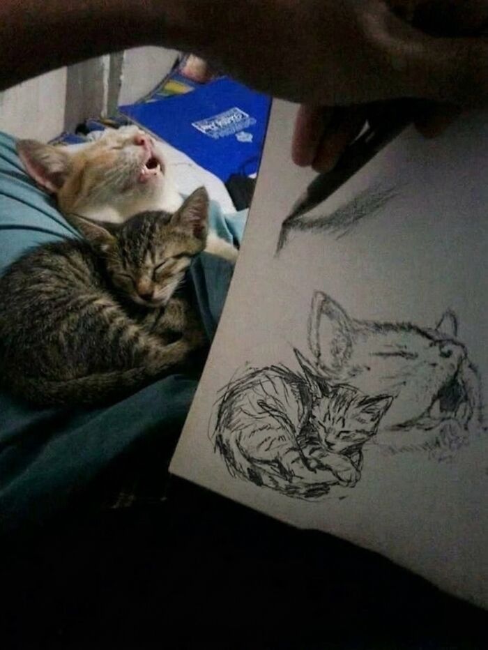 Let's Dive into 80 Hilarious Cat Pics That Perfectly Show Their Weird Side