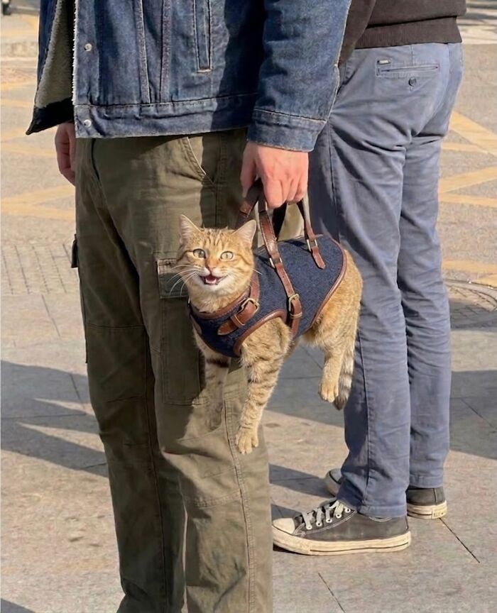 Let's Dive into 80 Hilarious Cat Pics That Perfectly Show Their Weird Side