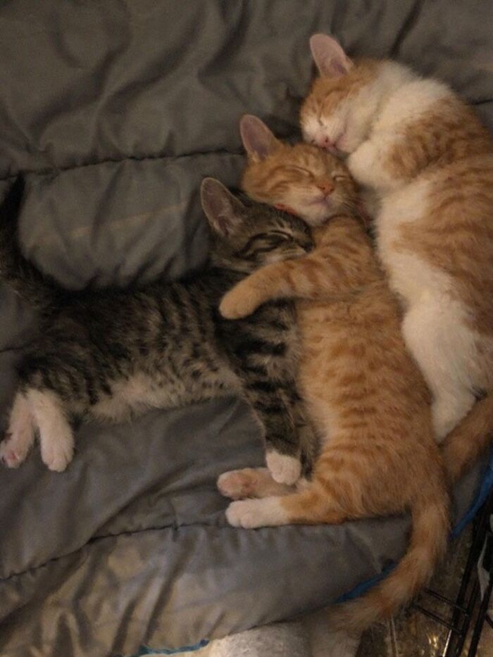 Let's Dive into 80 Hilarious Cat Pics That Perfectly Show Their Weird Side