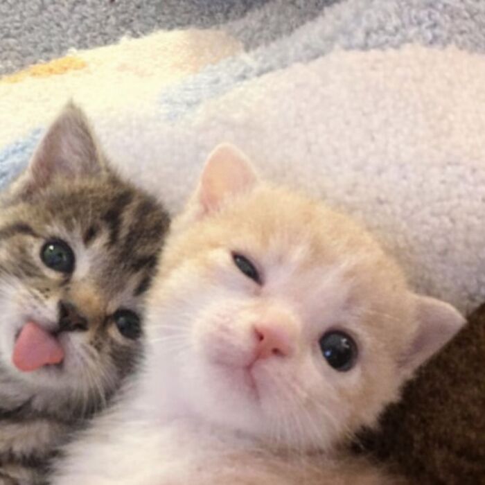 Let's Dive into 80 Hilarious Cat Pics That Perfectly Show Their Weird Side