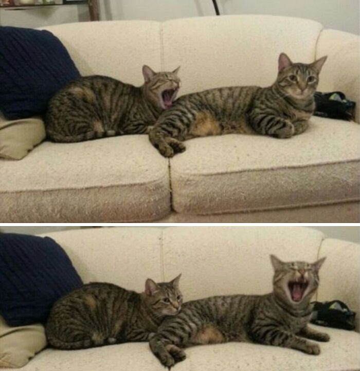 Let's Dive into 80 Hilarious Cat Pics That Perfectly Show Their Weird Side